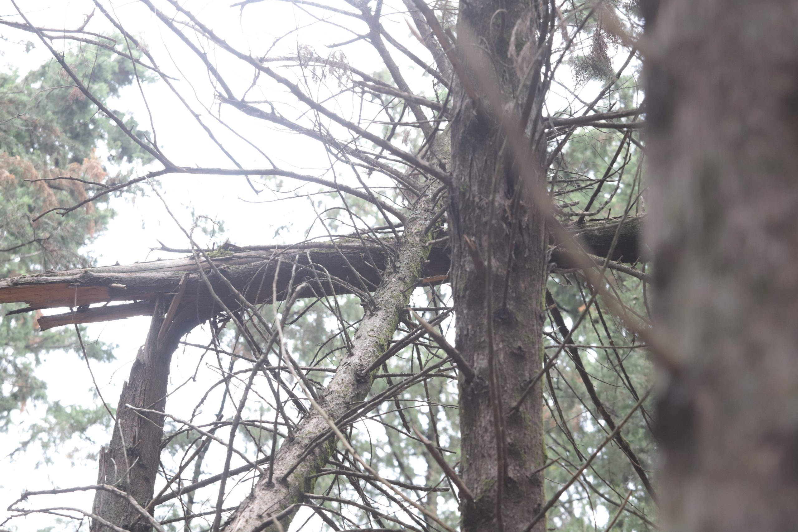 توسعه و ارتقای پارک‌های جنگلی در دستور کار سازمان منابع طبیعی کشور