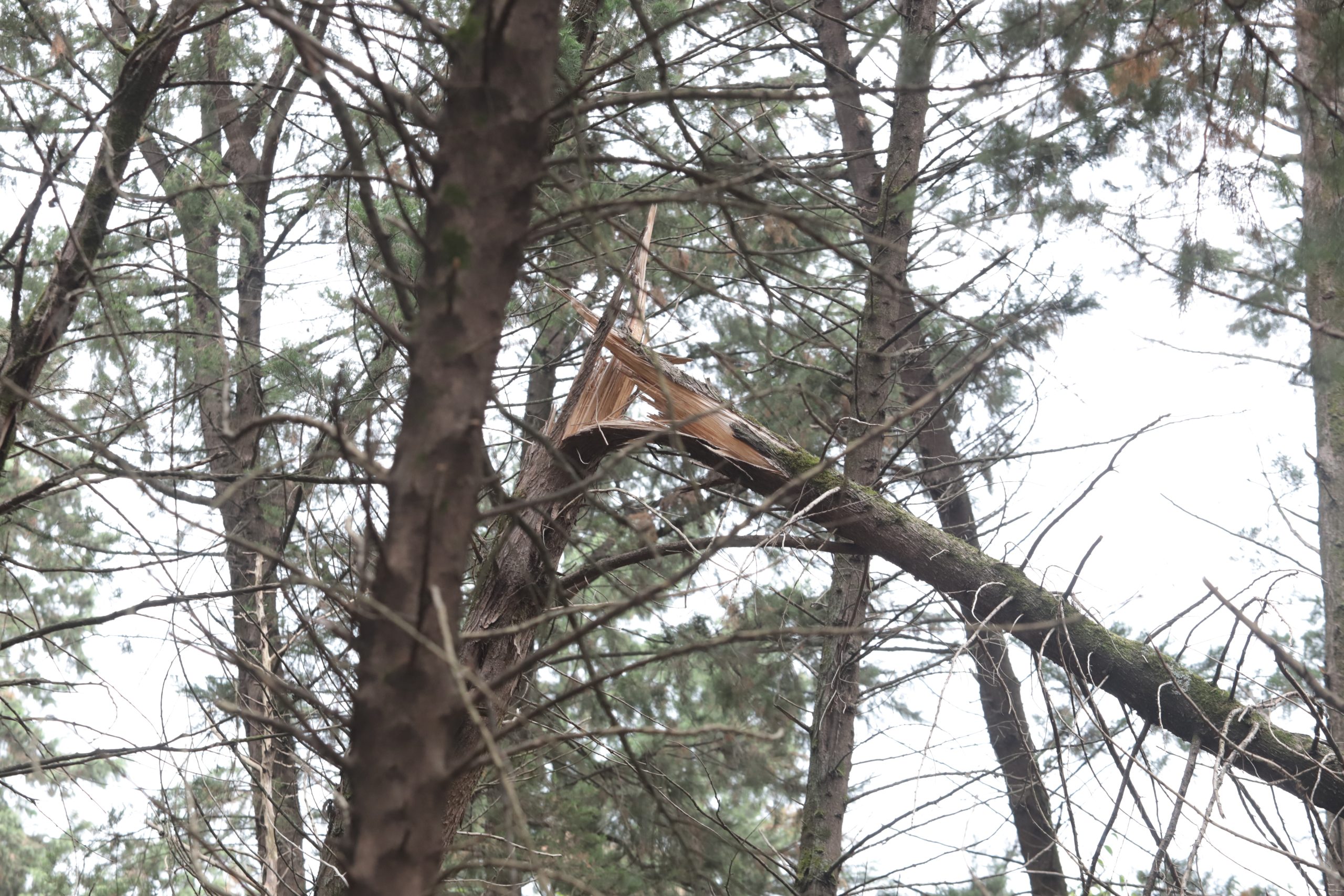 منابع طبیعی - تأکید بر استفاده از مشاوران خبره در تدوین طرح‌های پارک‌های جنگلی